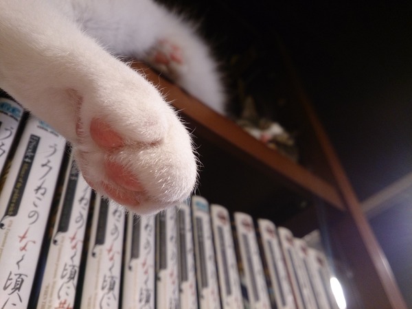 預かりの子は元の飼い主の元で幸せにやっとるらしく、今は他人の子を愛でる日々。  毎回思うけどそこは・・・【再】