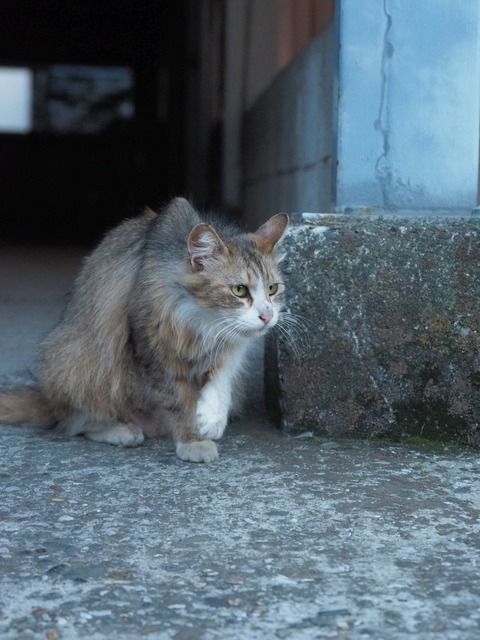 de02613b.jpg