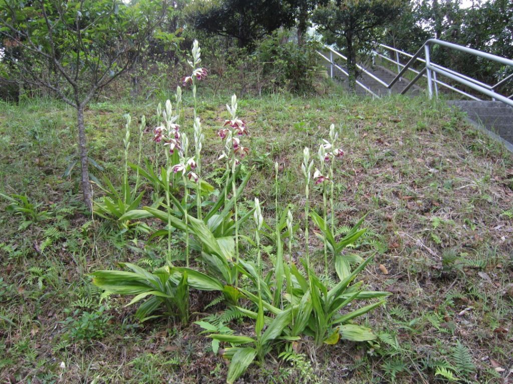 沖縄県産 カクチョウラン 希少 【公式通販】