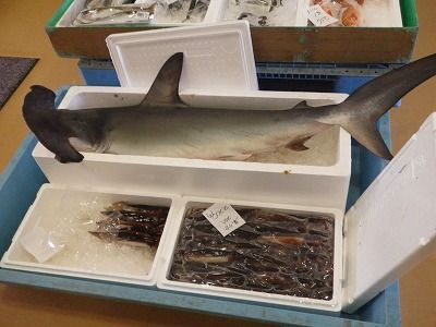 Imgp0553_2 Imgp0553_2