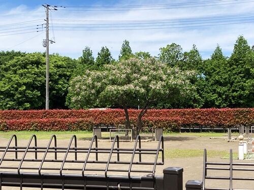 樗の花 : 紫雨林のブログ4