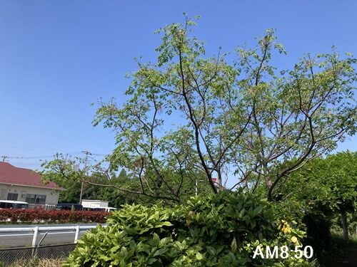 樗の花 : 紫雨林のブログ4