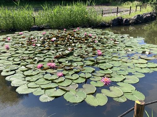 樗の花 : 紫雨林のブログ4