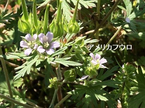 樗の花 : 紫雨林のブログ4