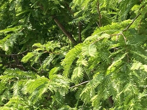 樗の花 : 紫雨林のブログ4