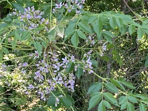 樗の花 : 紫雨林のブログ4