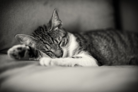 cat-5646414_1920