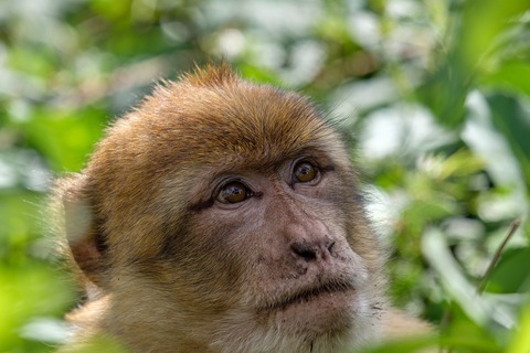 barbary-macaque-5584043_1920