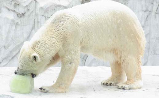 東山動物園のホッキョクグマへ 31日 日 に氷がプレゼント 名古屋ナビ