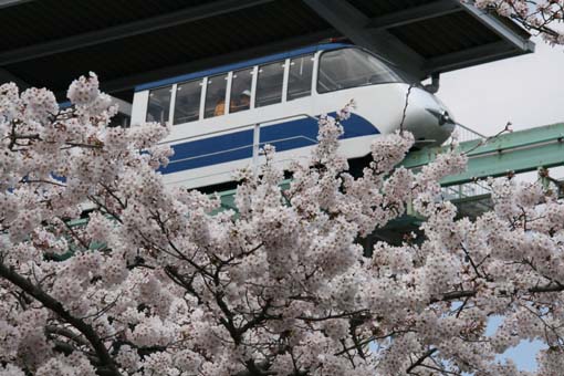 東山公園 桜 満開で モノレール人気復活 名古屋ナビ 東山公園 桜 満開で モノレール人気復活 名古屋ナビ