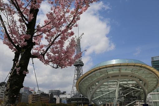 オアシス２１ 緑の大地 の桜が開花 名古屋ナビ