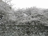 徳島桜3