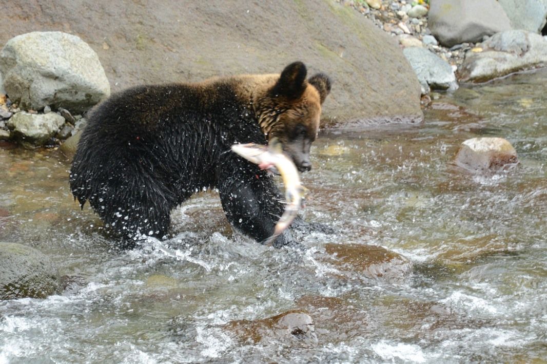 さけ獲り熊 さけ獲り熊