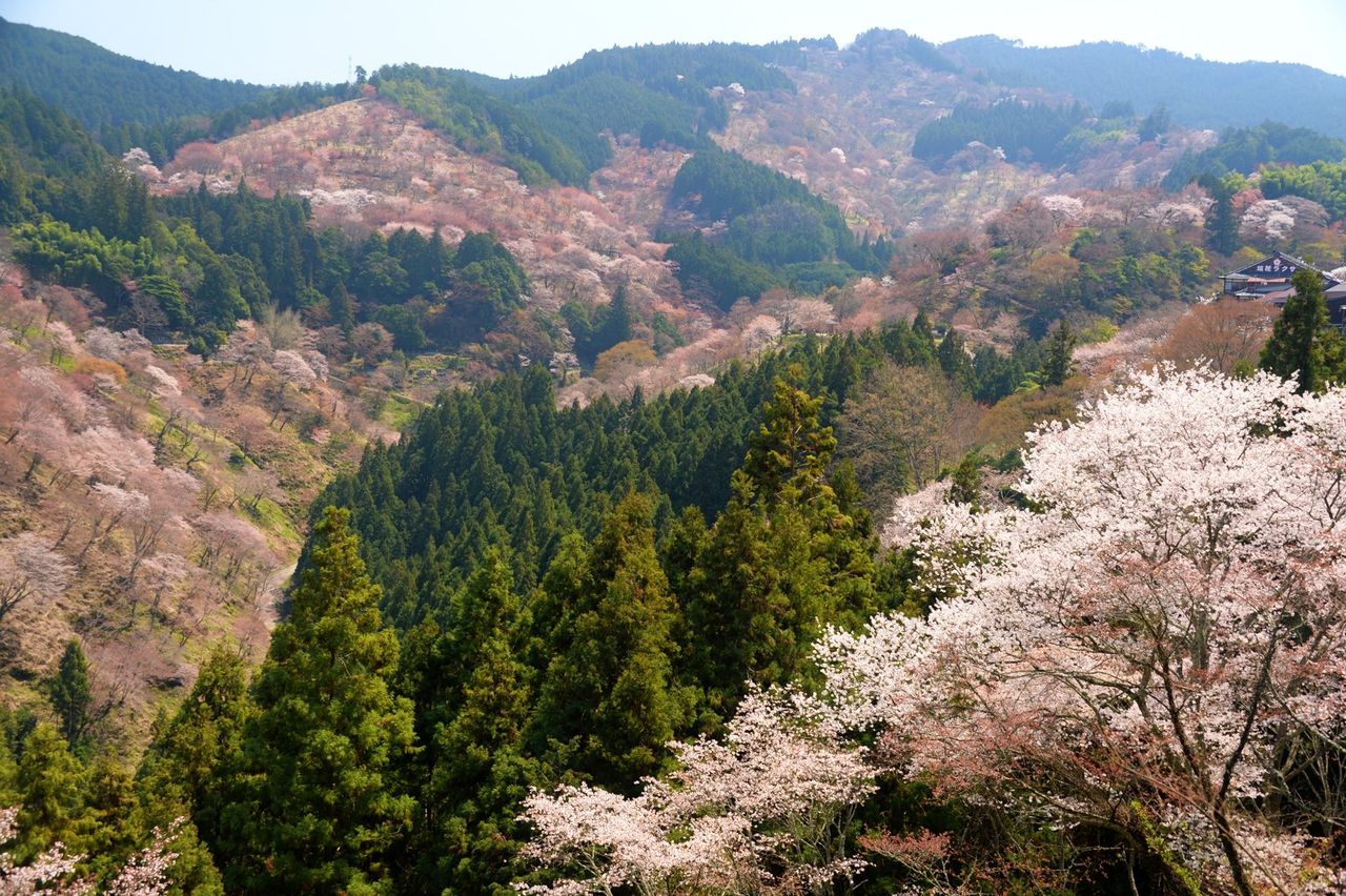 奥から下へ 桜を愛でつつ吉野をくまなく歩いてみたら 五箇山彩時季 四季合掌 A