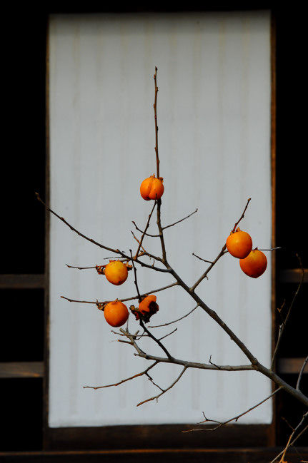 Yahoo!オークション - 482017 油彩 関四郎五郎 作 「柿実る頃」（P5）