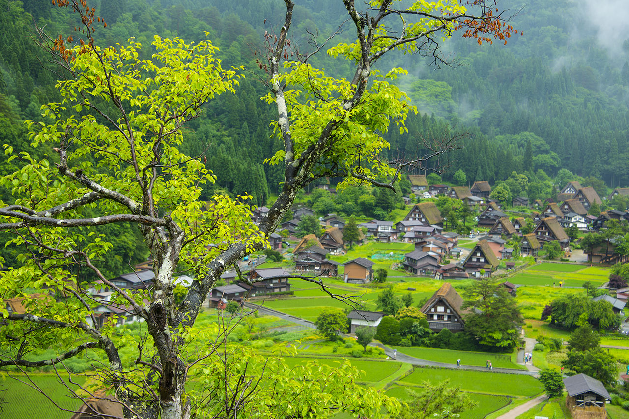ひと夏・雨に打たれて白川郷 : 五箇山彩時季 四季合掌 +α