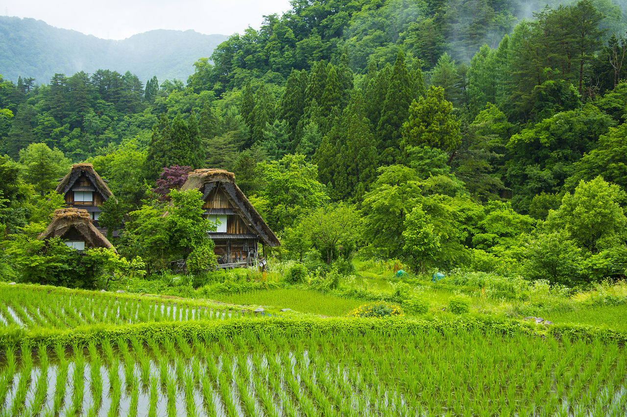 ひと夏・雨に打たれて白川郷 : 五箇山彩時季 四季合掌 +α