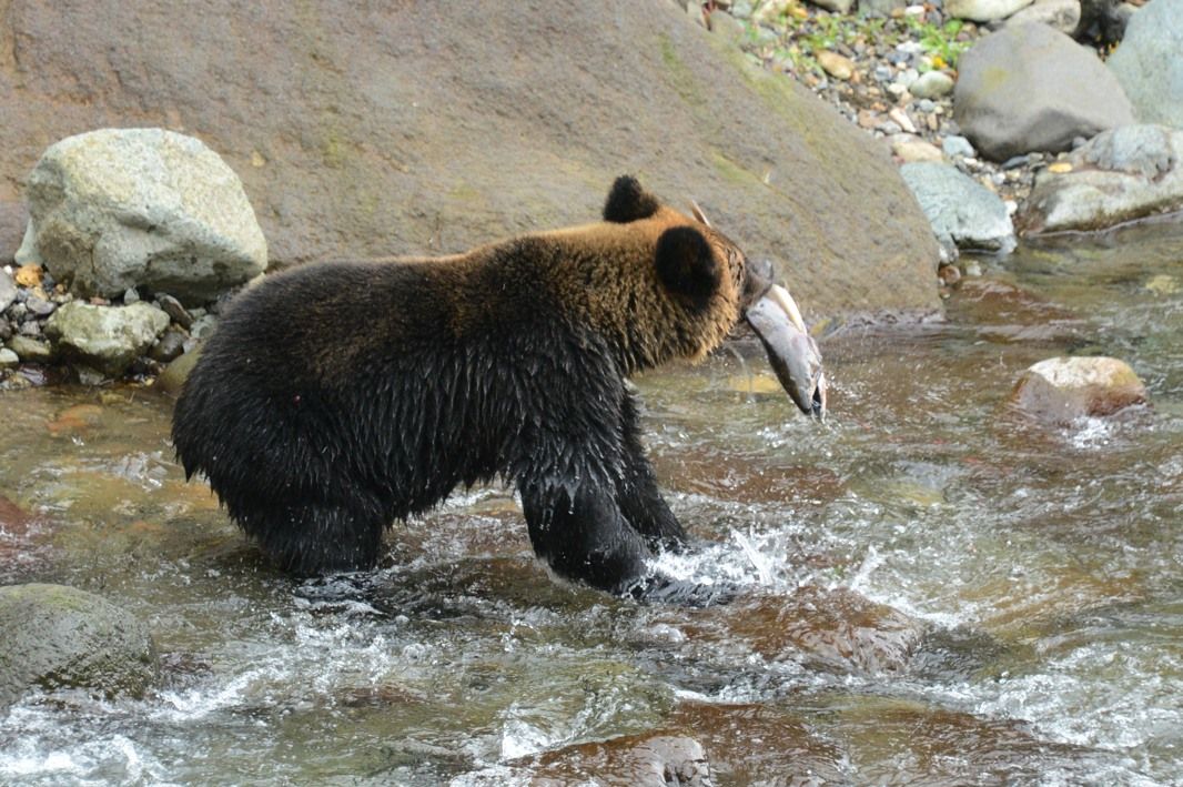 2013秋 世界自然遺産・知床に熊を追う : 五箇山彩時季 四季合掌 +α