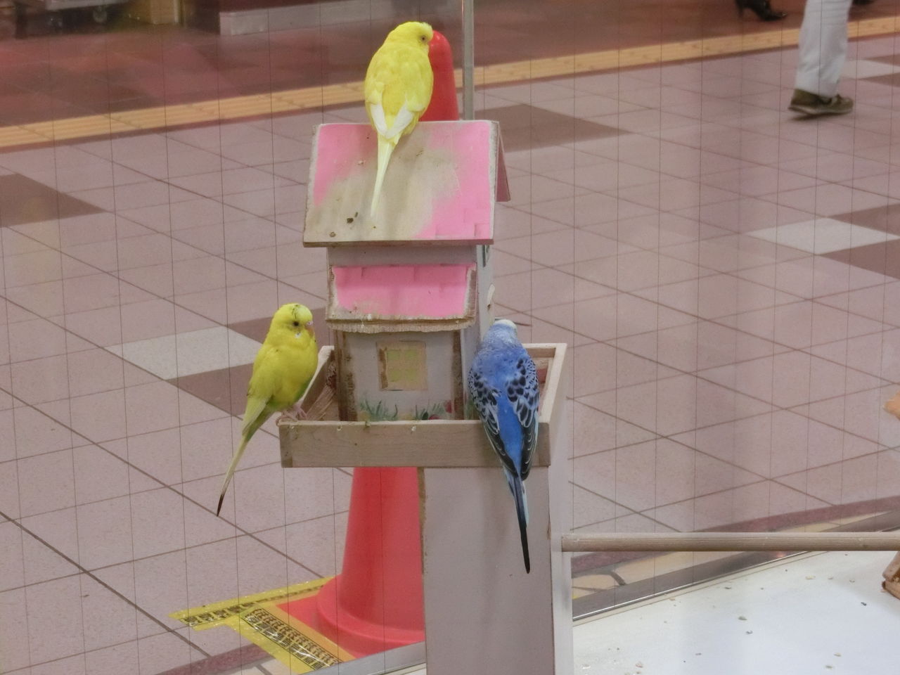 セキセイインコの思い出 失敗したっていいじゃない