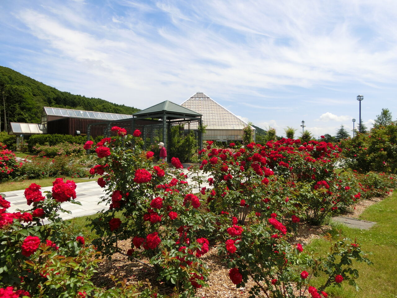 岩見沢 バラ園 見頃です 失敗したっていいじゃない