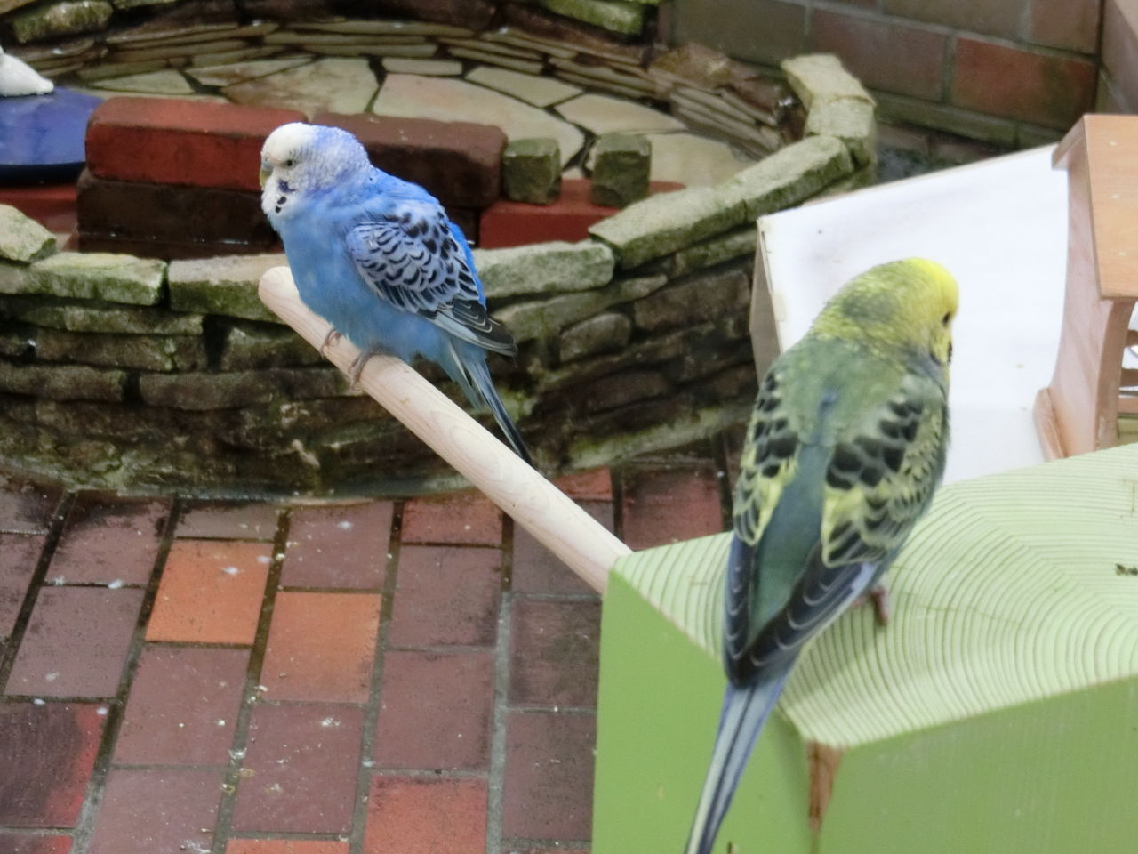 セキセイインコの思い出 失敗したっていいじゃない