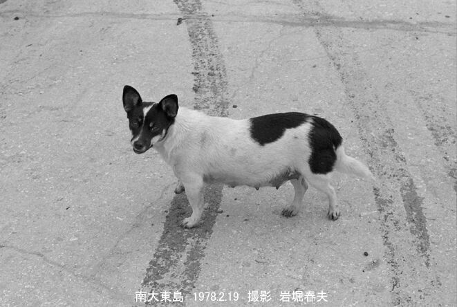 南大東島1978 2その５ 鉄道写真家 岩堀春夫のblog2