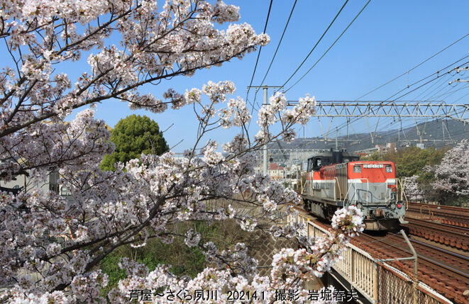桜と鉄道2021 : 鉄道写真家 岩堀春夫のblog2