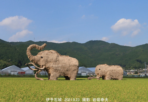 西予市 、わらマンモスu9238