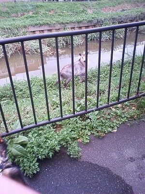 かもしか1頭　秋田TS3D0026