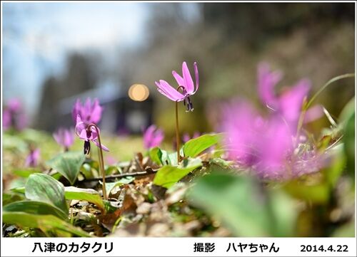 紫12125