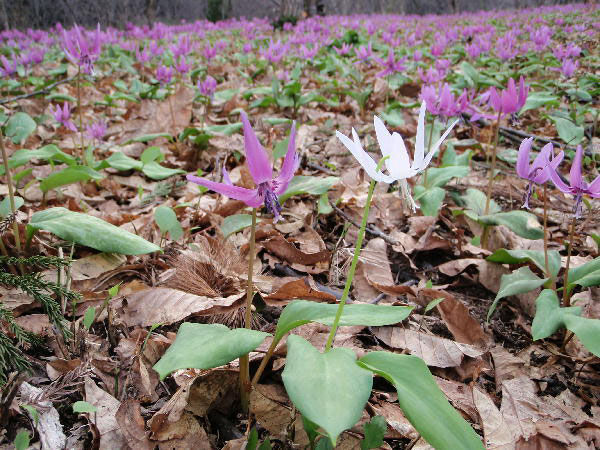 八津かたくり園 秋田内陸縦貫鉄道ブログ 八津かたくり園 秋田内陸縦貫鉄道ブログ