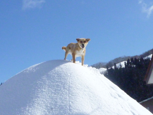 お山