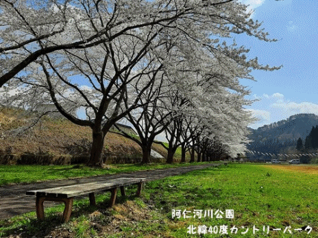 青白2655
