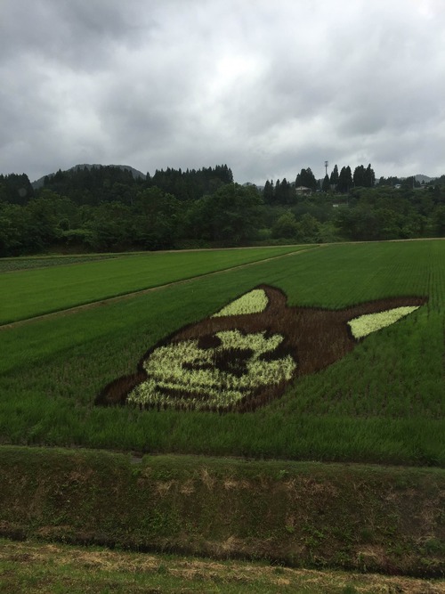 田んぼアート（秋田犬）