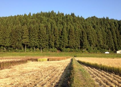 ①田んぼアート