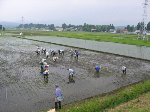 田植え
