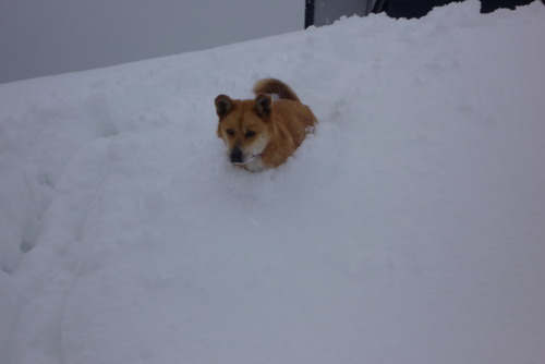 雪こぎ