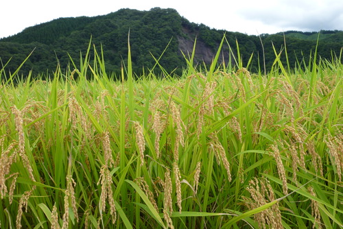 稲穂