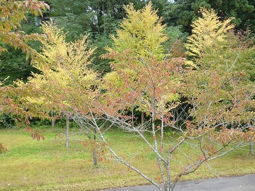 河川公園　公園内P1020318