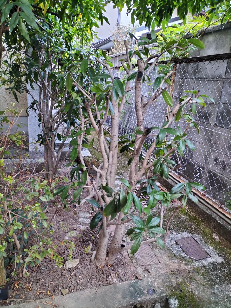 奥の金木犀強剪定 ヒロシの秘密の花園