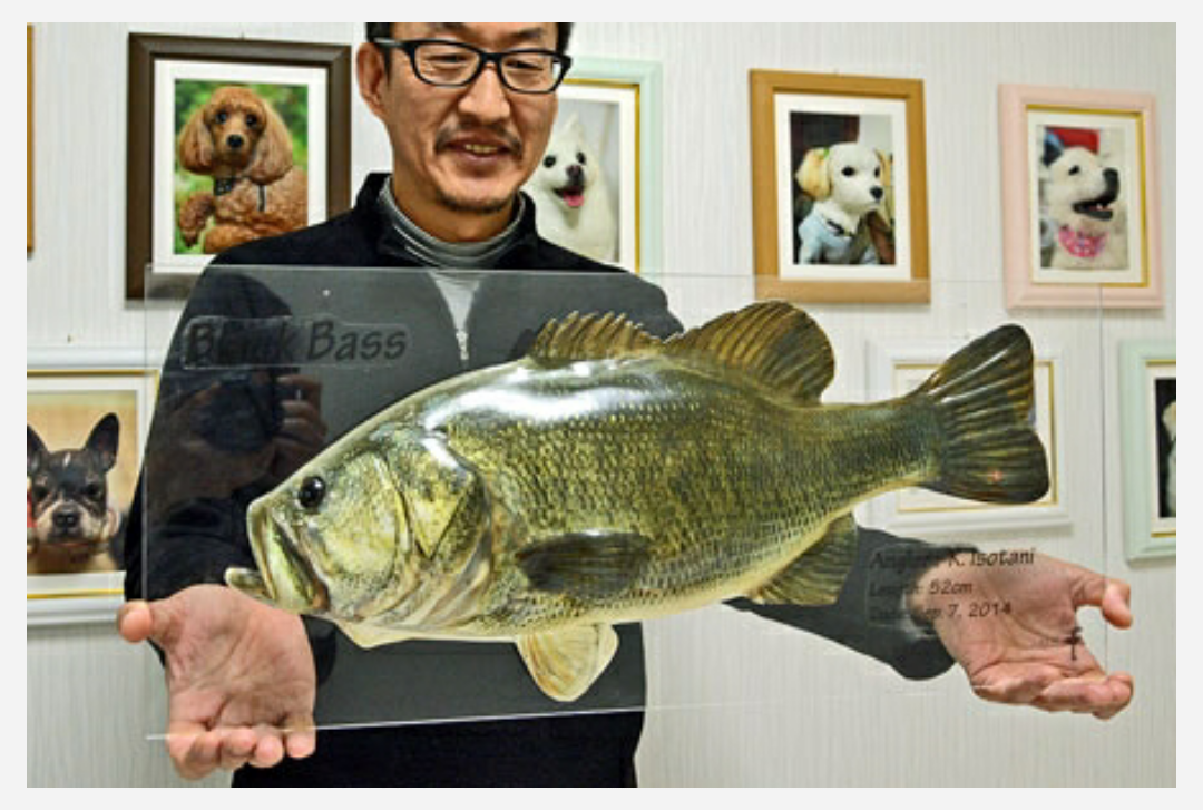 立体魚拓シーバススズキ