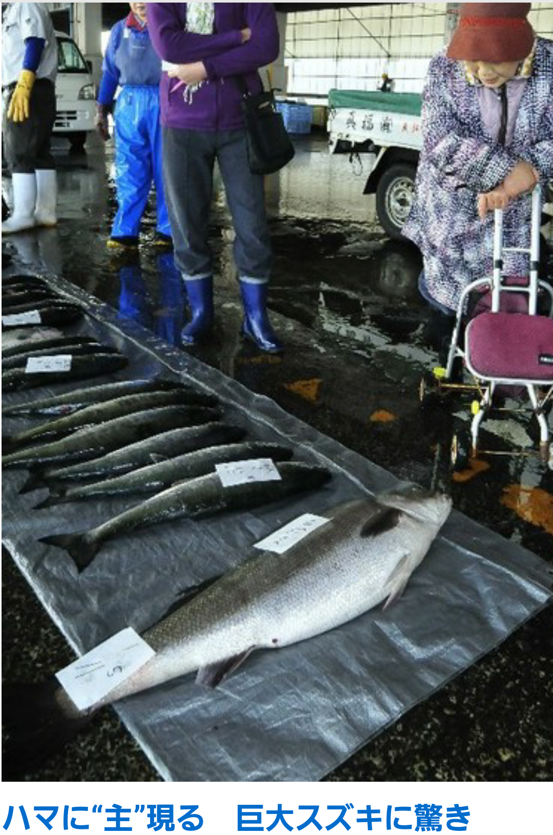 巨大シーバス 丸鱸で 11 5 Kg エスカ のblog 巨大シーバス 丸鱸で 11 5 Kg エスカ のblog