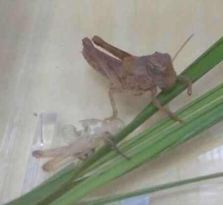 バッタの幼虫の２回目の脱皮 One Day