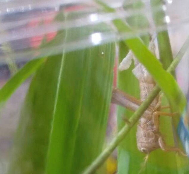 バッタの幼虫の脱皮 One Day