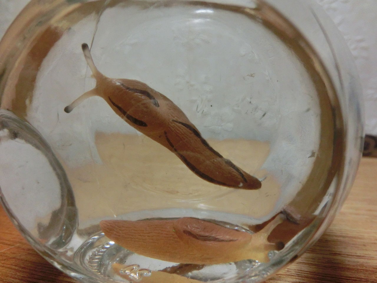 そういやナメクジとカタツムリを貰った 標本 ふぇねの妙な手記