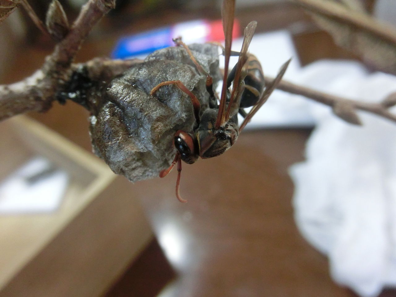 セグロアシナガバチの標本作るよ ノ ふぇねの妙な手記