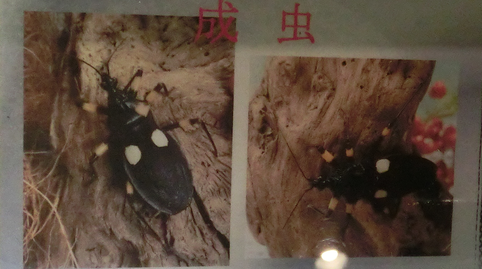 橿原の昆虫館へ行ってきた W シロモンオオサシガメとマダガスカルオオゴキブリ ふぇねの妙な手記