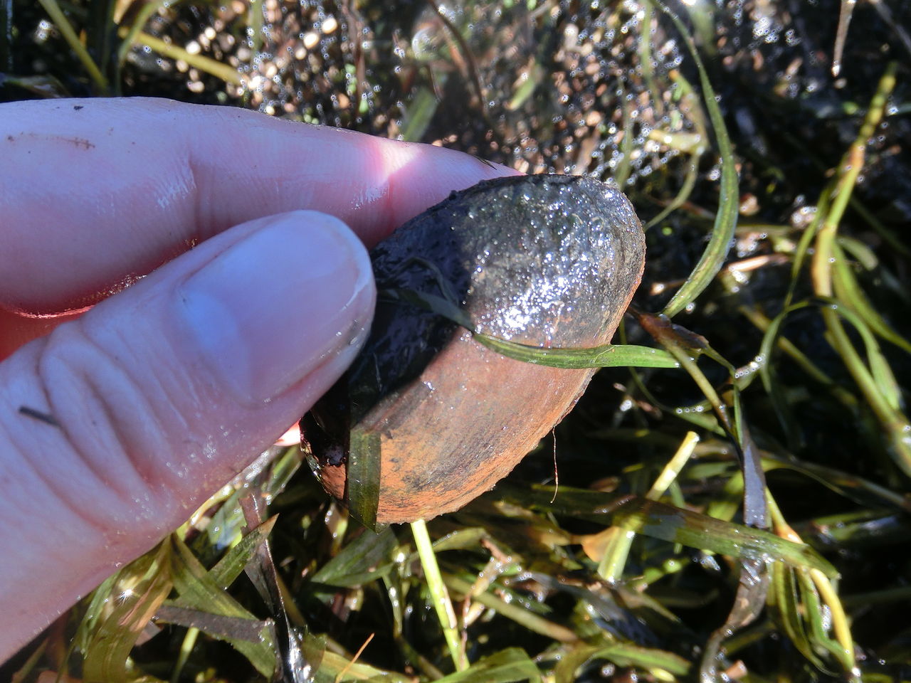 採取だ ミミズウニョウニョ0匹 ミミズ掘りに行こうぜ ふぇねの妙な手記