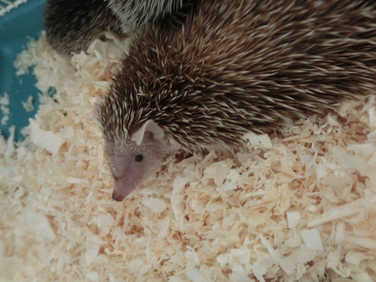 たわし 亀の子たわし ヒメハリテンレック Echinops Telfairi ふぇねの妙な手記