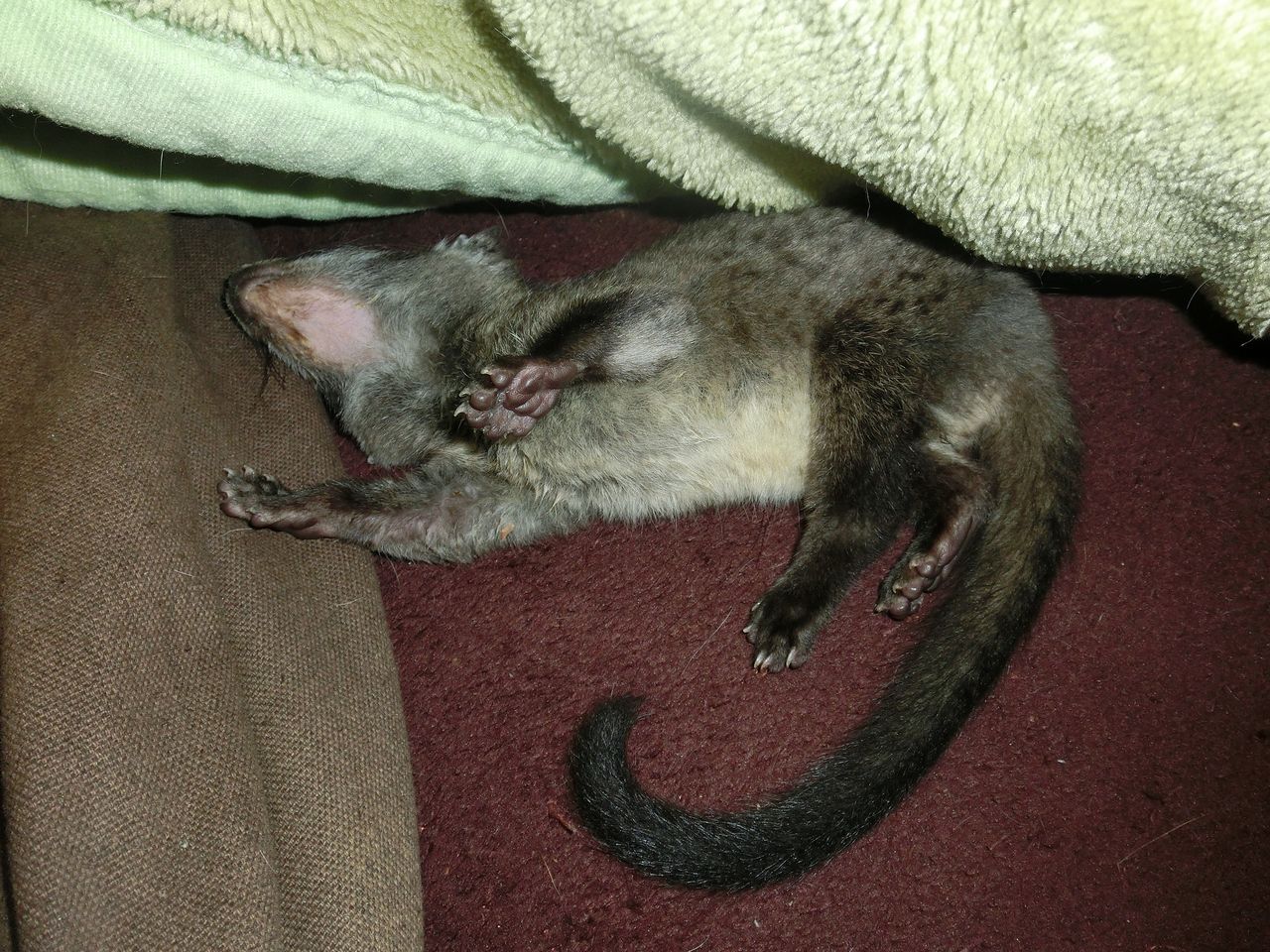 採取だ ミミズウニョウニョ0匹 ミミズ掘りに行こうぜ ふぇねの妙な手記